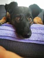 Hunde aus Rumänien-Beitrag-Bild