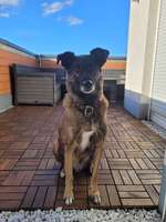 Hunde aus Rumänien-Beitrag-Bild