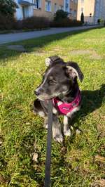 Welche Rassen könnten noch in mir stecken?-Beitrag-Bild