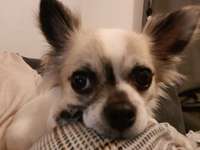 Mein Hund mag kein Spielzeug-Beitrag-Bild