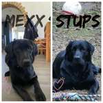 Wurfgeschwister Labrador gesucht-Beitrag-Bild