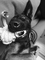 Fotochallenge Nr. 58 - Zeigt mir Euren Hund mit seinem liebsten Spielzeug-Beitrag-Bild