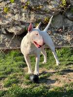 Dogscooter-Beitrag-Bild