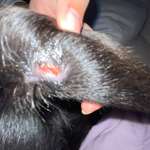 hotspot? leckgranulom? oder doch ernster?-Beitrag-Bild