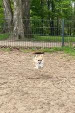 Hundeauslaufgebiet-Silbersee-Bild