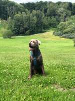 Hundeauslaufgebiet-Waldpark Marienhöhe Nord-Bild