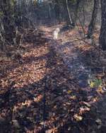 Hundeauslaufgebiet-Reindorfer Wald-Bild