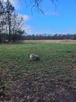 Hundeauslaufgebiet-Hessler Bruchwiese-Bild