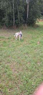 Hundeauslaufgebiet-Kleiner Park Ahlem-Bild