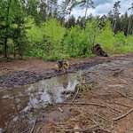 Hundeauslaufgebiet-Hundeplatz Tangstedter Forst-Bild