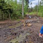 Hundeauslaufgebiet-Hundeplatz Tangstedter Forst-Bild