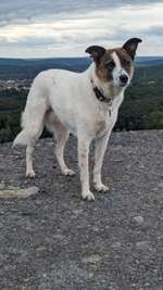 Hundeauslaufgebiet-Bergehalde Göttelborn-Bild