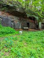 Hundeauslaufgebiet-Wald des Saarländischen Rundfunk-Bild