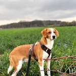 Wo sind hier die Bretonen / Bretonen-Mix Besitzer?-Beitrag-Bild