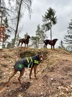 Müssen Hunde manchmal einfach Dinge unter sich ausmachen (dürfen)?-Beitrag-Bild