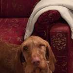 Plötzliches Musauge. Weiß jemand Rat?-Beitrag-Bild