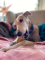 Windhunde - Treffen der besonderen Schönheiten
HERZLICH WILLKOMMEN-Beitrag-Bild