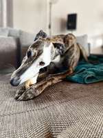 Windhunde - Treffen der besonderen Schönheiten
HERZLICH WILLKOMMEN-Beitrag-Bild