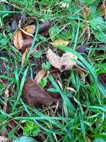 Giftköder?-Beitrag-Bild