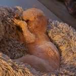 Ersteller:in Mandy Profilbild