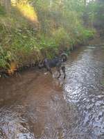 Hundeauslaufgebiet-Wolfshöher Wald-Bild