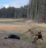 Hundeauslaufgebiet-Wolfshöher Wald-Bild