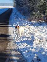 Angst bei meinem Hund.-Beitrag-Bild