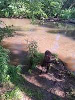 Hundeauslaufgebiet-An der Itz-Bild