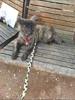 Welpen Bilder !-Beitrag-Bild