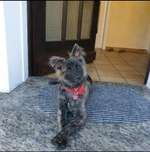 Zeigt mal die schönsten Bilder von euren Hunden !-Beitrag-Bild