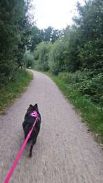 Hundeauslaufgebiet-Schöner Sandweg-Bild