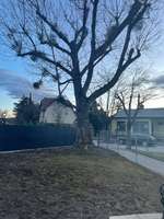 Hundeauslaufgebiet-Südtiroler Gasse/Bozner Gasse-Bild