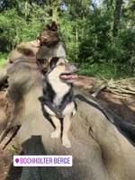 Hundeauslaufgebiet-Bockholter Berge-Bild