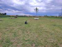 Hundeauslaufgebiet-Hundewiese Boltenhagen-Bild