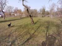 Hundeauslaufgebiet-Frauenland II-Bild