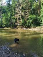 Hundeauslaufgebiet-Hundebade Strand-Bild