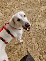 Suchmeldung-Bella-Bild