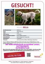 Suchmeldung-Bella-Bild
