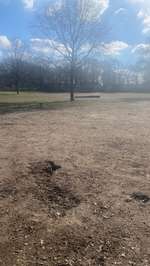 Hundeauslaufgebiet-Im Landschaftspark-Bild