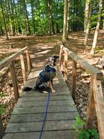 Foto Challenge Thema "Brücke"-Beitrag-Bild