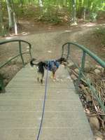 Foto Challenge Thema "Brücke"-Beitrag-Bild