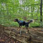 Foto -Challenge  Thema : Dein Hund Im Wald-Beitrag-Bild