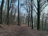 Hundeauslaufgebiet-Panzerwiese-Bild