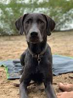 Labmaraner Freunde gesucht-Beitrag-Bild