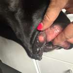 Harter Knubbel in der Lefze.-Beitrag-Bild