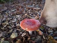 Herbstliche Aktivitäten mit Hund-Beitrag-Bild