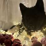 Ersteller:in Anika Profilbild