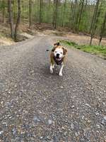 Hundeauslaufgebiet-Naturschutzgebiet Teufelsbad-Bild