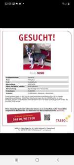 Suchmeldung-Nino-Bild