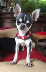 Suchmeldung-Nino-Bild